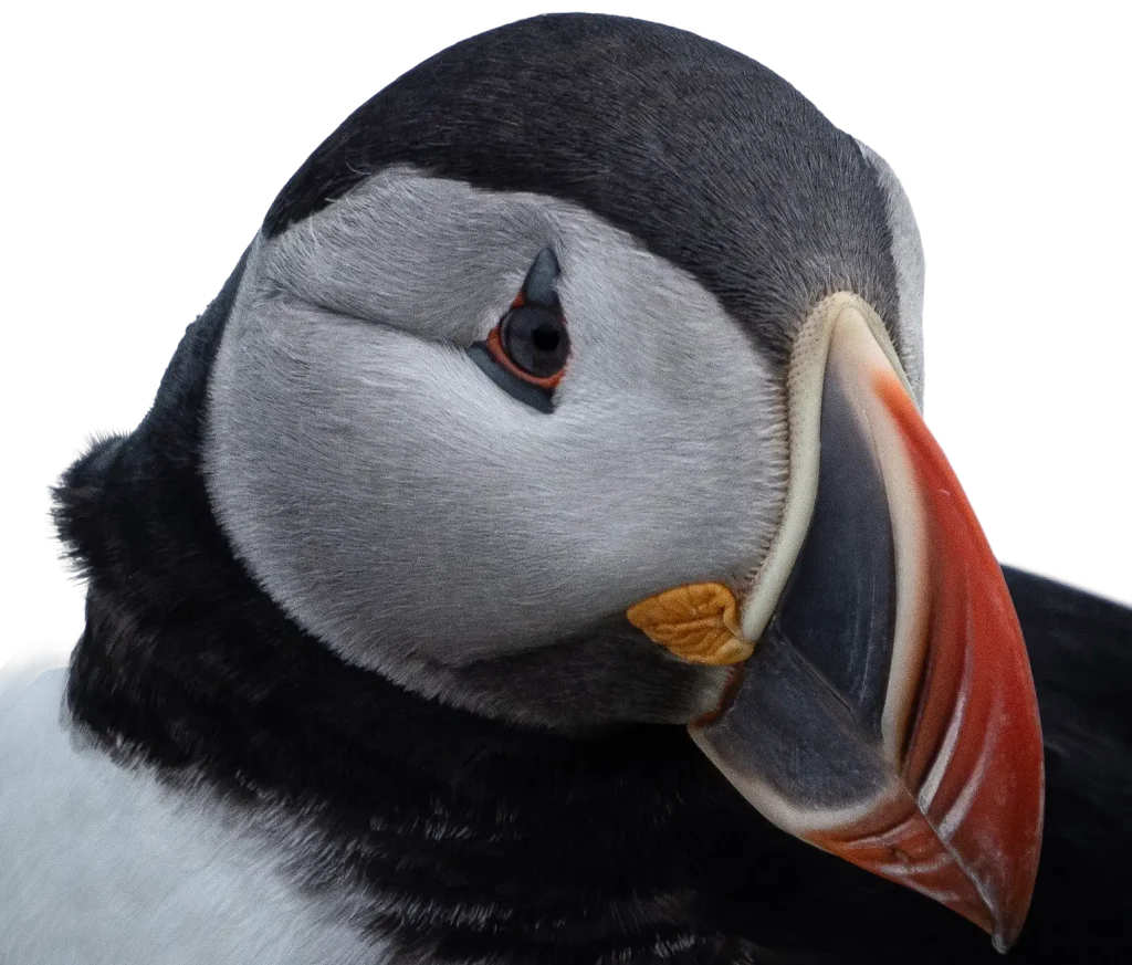 Nahaufnahme des Gesichts eines atlantischen Papageientauchers mit seinem bunten Schnabel und den detaillierten Federn.