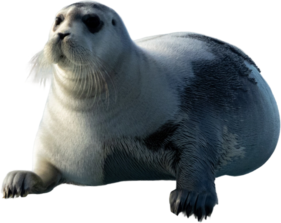 Eine große, grau-weiße Robbe, die auf dem Bauch liegt und leicht nach oben schaut.