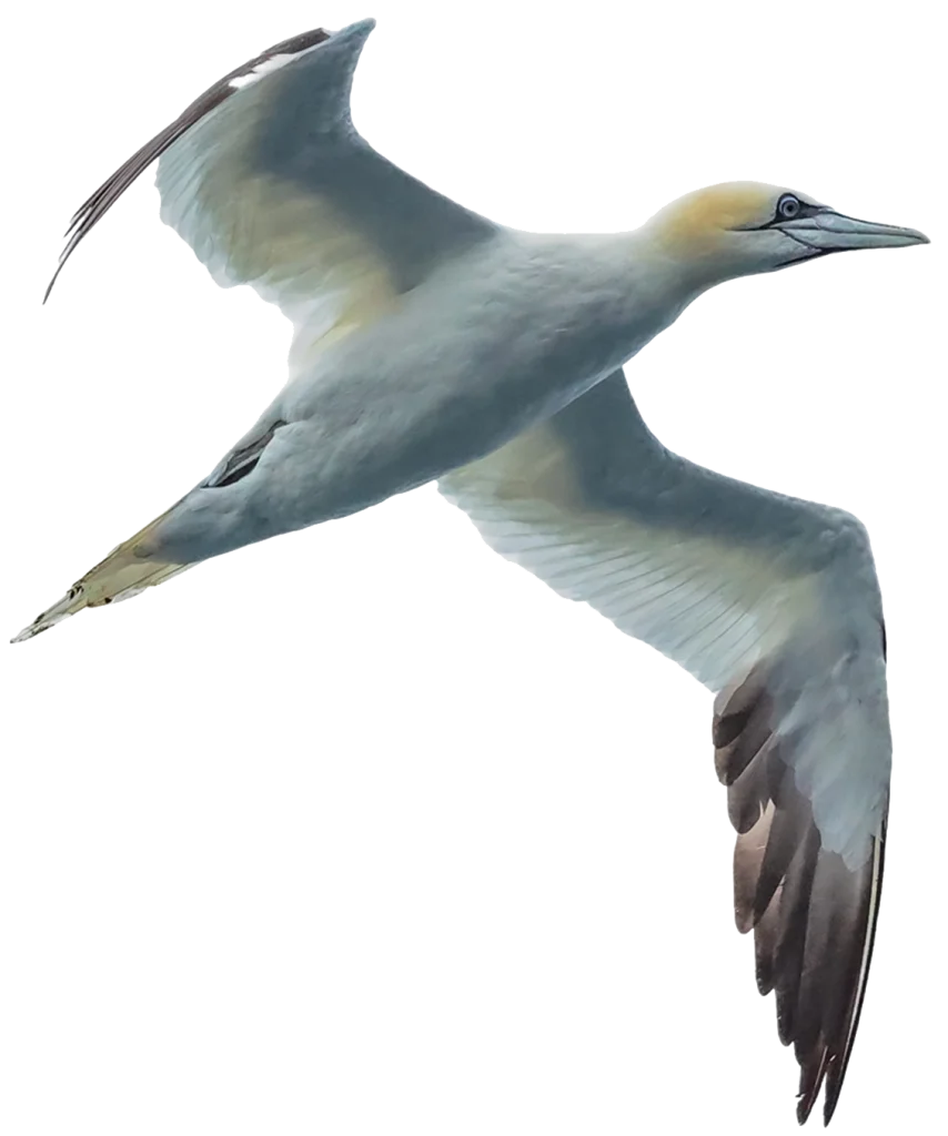 Ein großer weißer Vogel mit schwarzen Flügeln, der mit weit ausgebreiteten Flügeln fliegt.