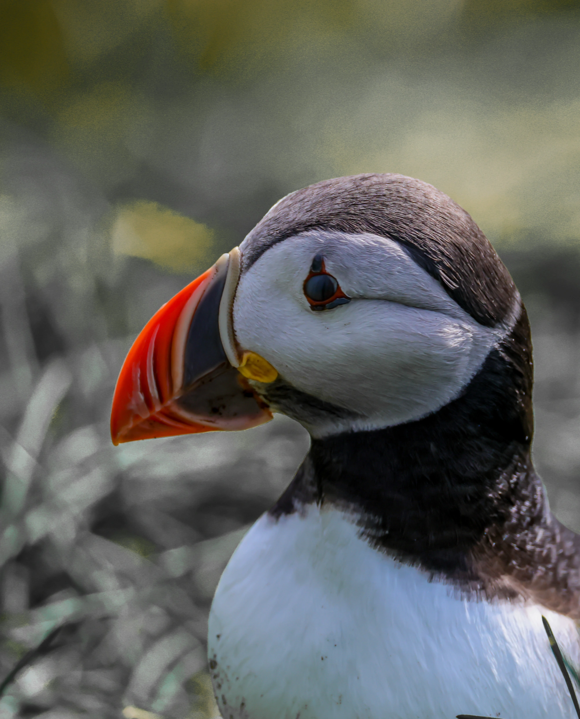 Nahaufnahme eines atlantischen Papageientauchers mit buntem Schnabel auf einer Insel, Blick nach links.