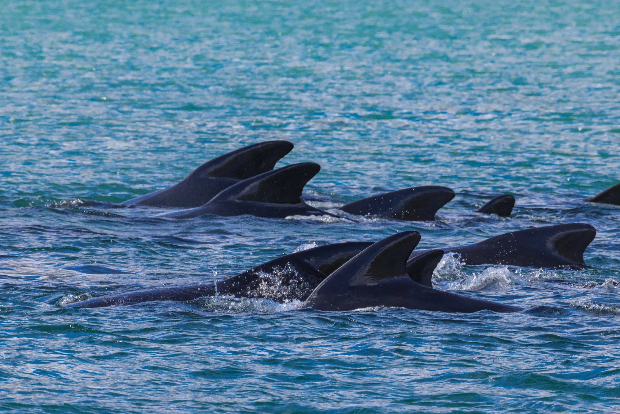 Eine Gruppe von Delfinen schwimmt dicht beieinander in der Nähe einer Insel an der Oberfläche des blauen Ozeans.