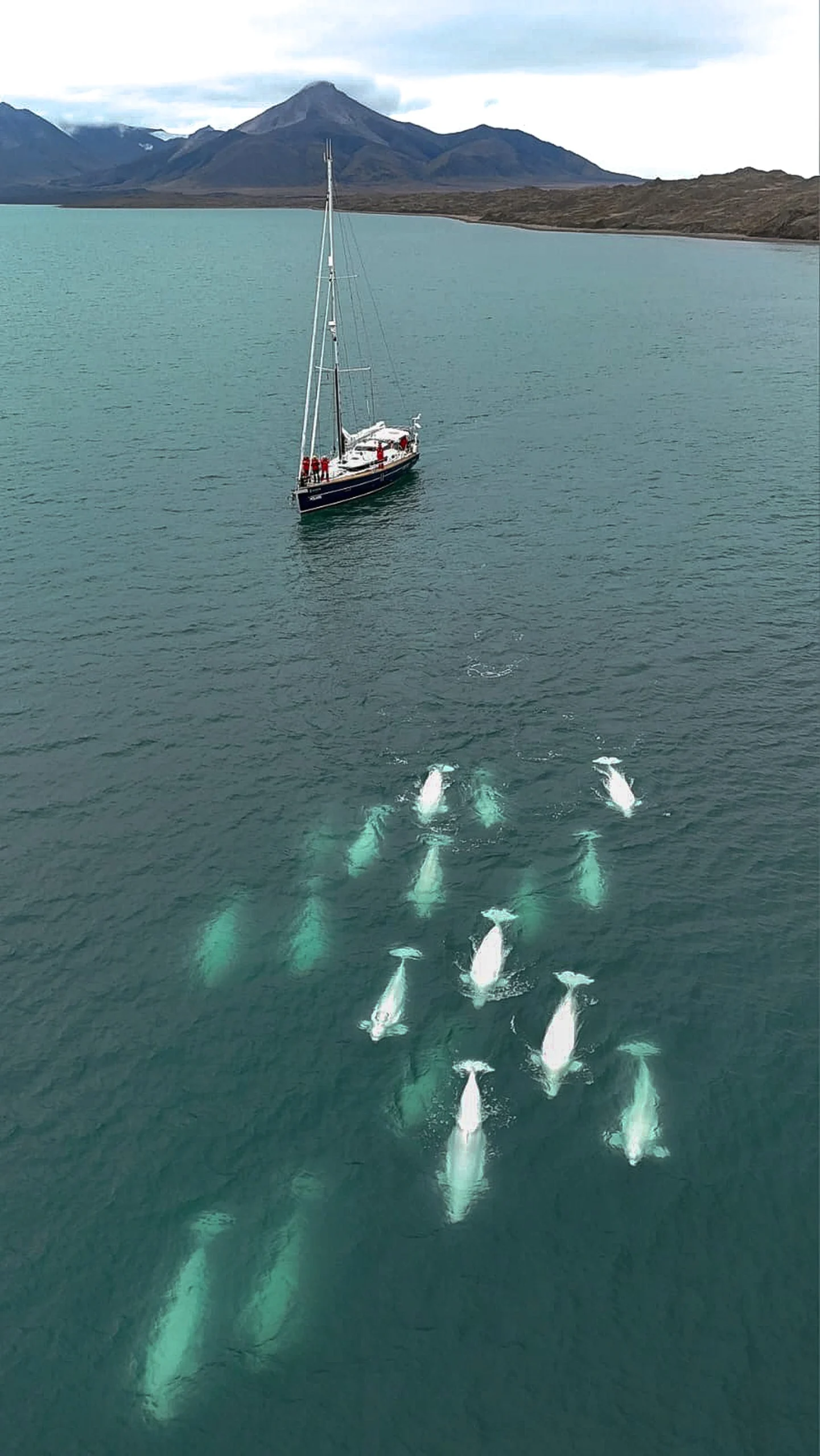 Ein Segelboot in der Nähe einer Gruppe von Weißwalen in Spitzbergens türkisblauen Gewässern, im Hintergrund die Berge.