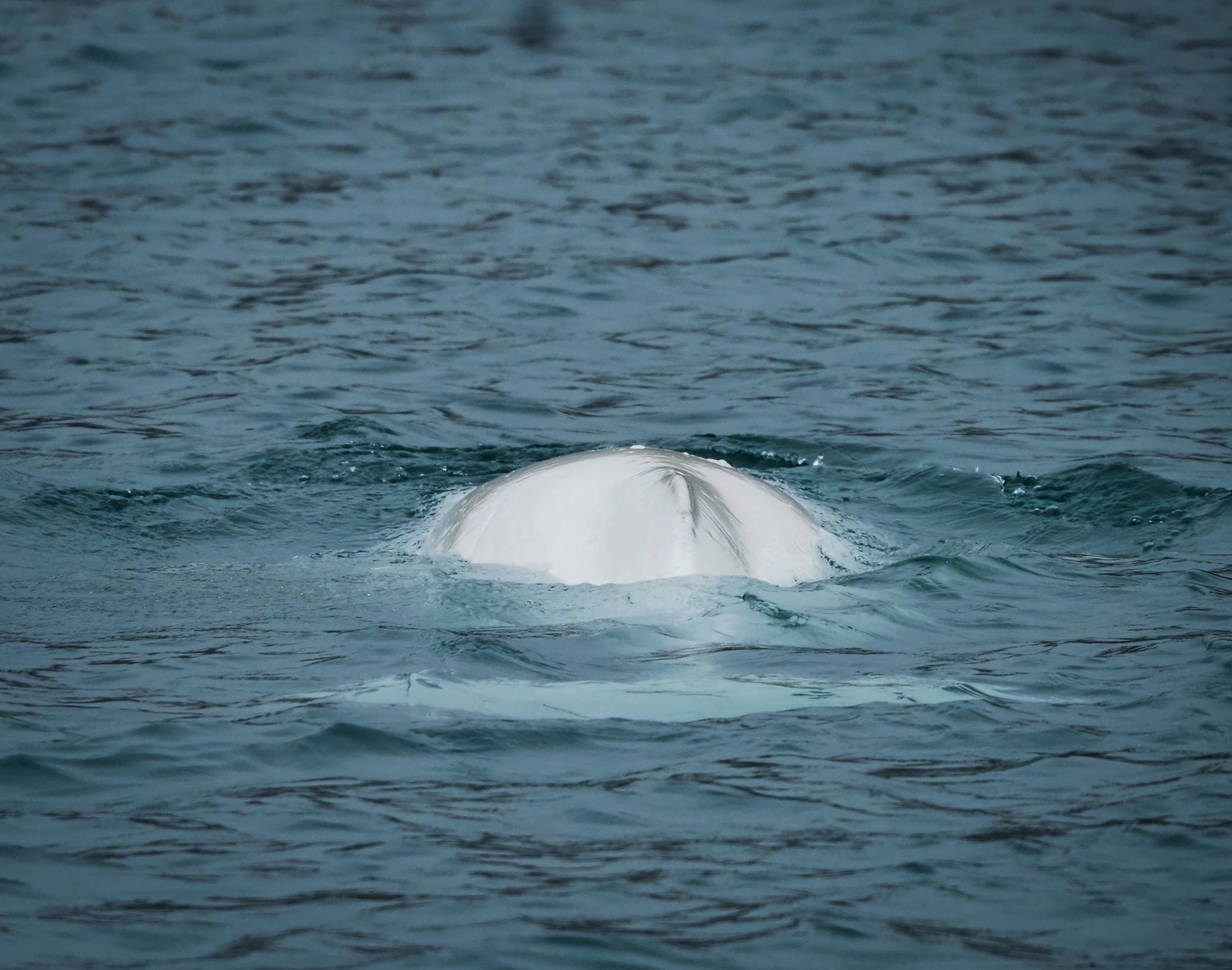 Ein Belugawal in Spitzbergen, dessen weißer Rücken über die Wasseroberfläche ragt.