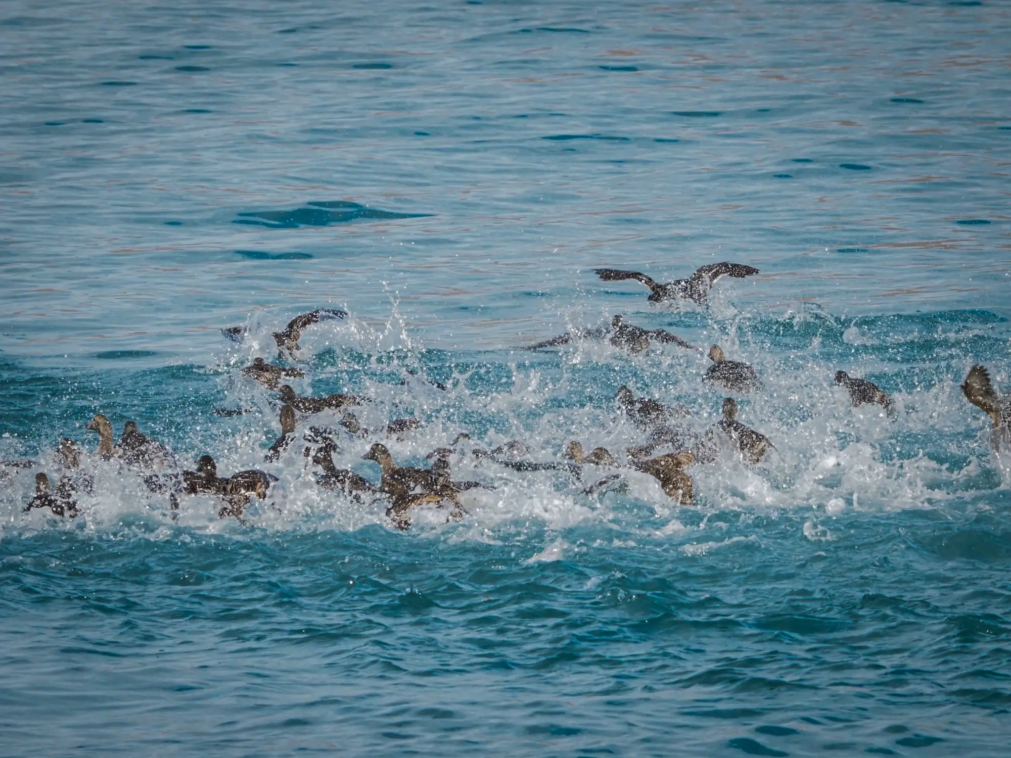 Ein Schwarm von Vögeln, die in den blauen Gewässern Spitzbergens planschen und abheben.