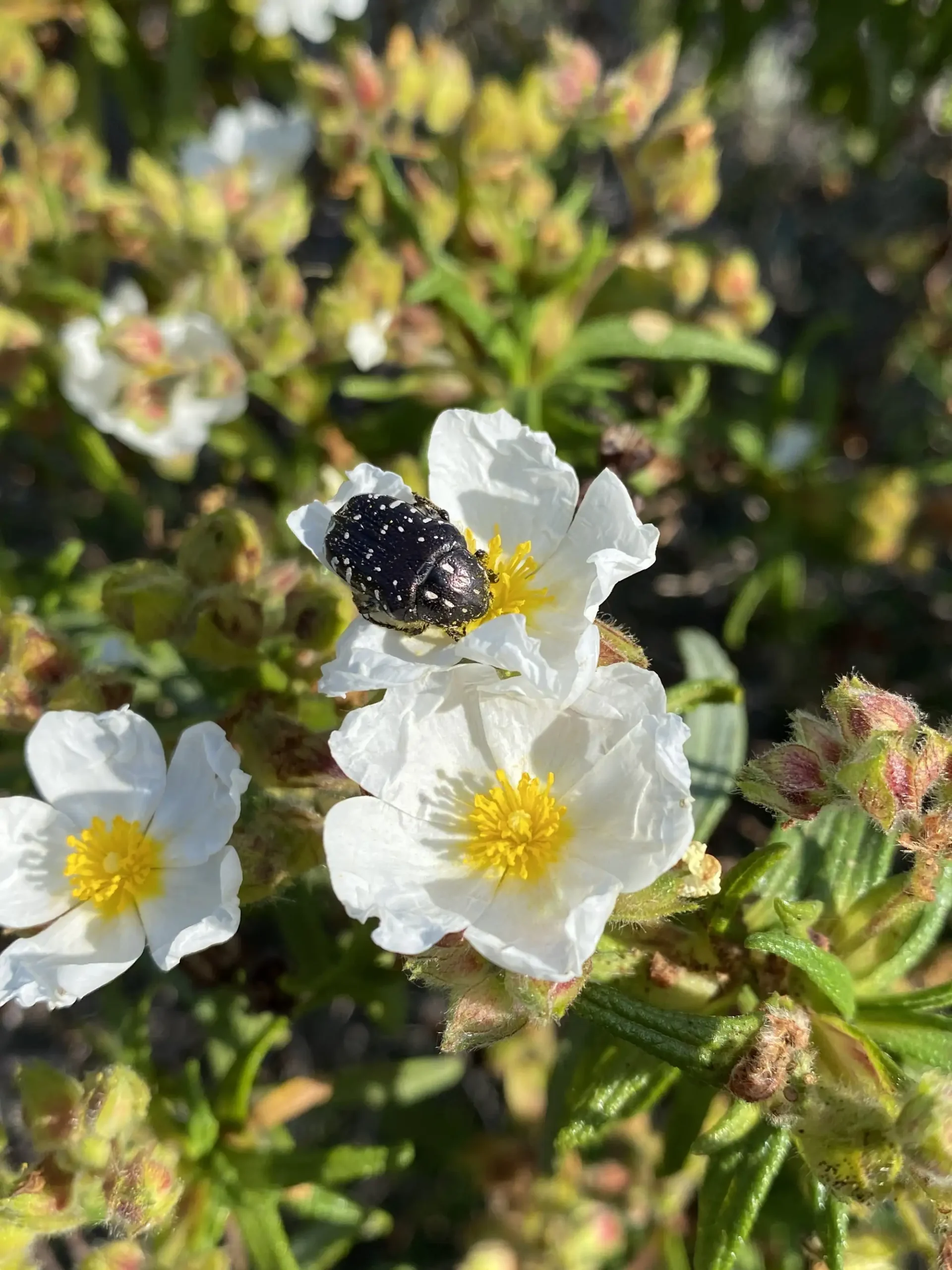 Ein schwarzer Käfer mit weißen Flecken sitzt auf einer Kanarenblüte mit gelber Mitte im Sonnenlicht.