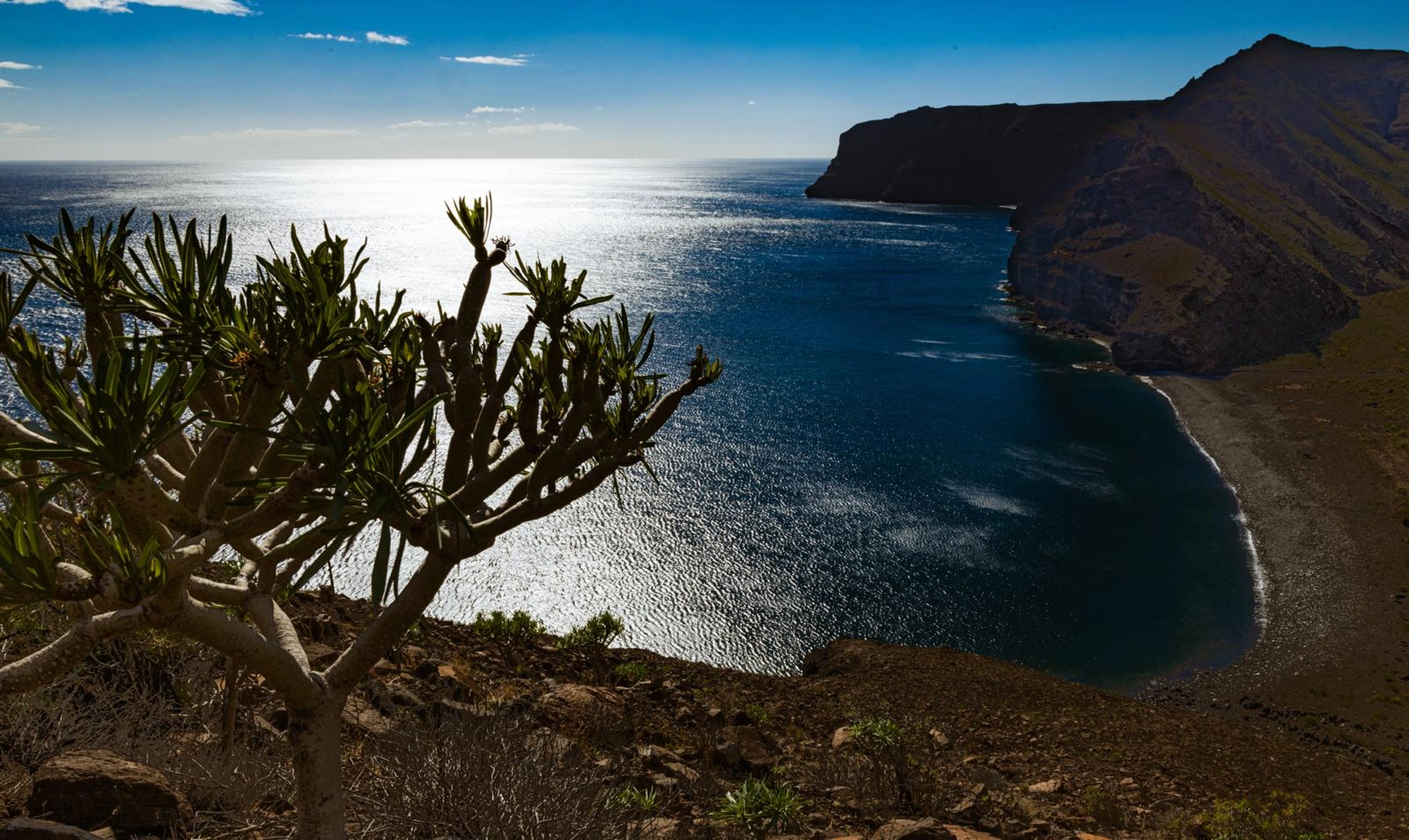 Der Baum im Vordergrund überblickt eine Felsklippe und das Meer und erinnert an OceanLife-Kanaren Leg 1 - 261219.