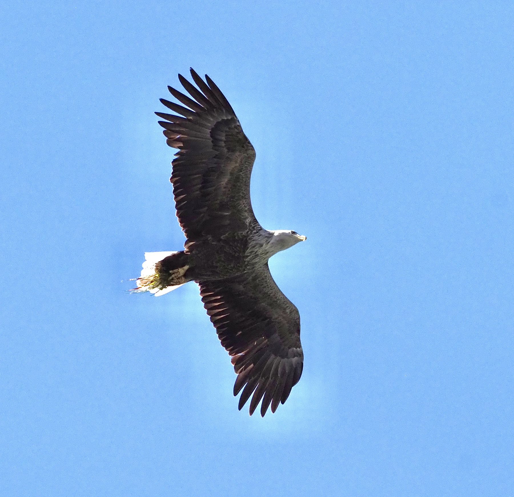 Ein Adler schwebt über dem blauen Himmel bei Oceanlife Spitzbergen. Produkt: Lofoten, Etappe 1 – 270515.