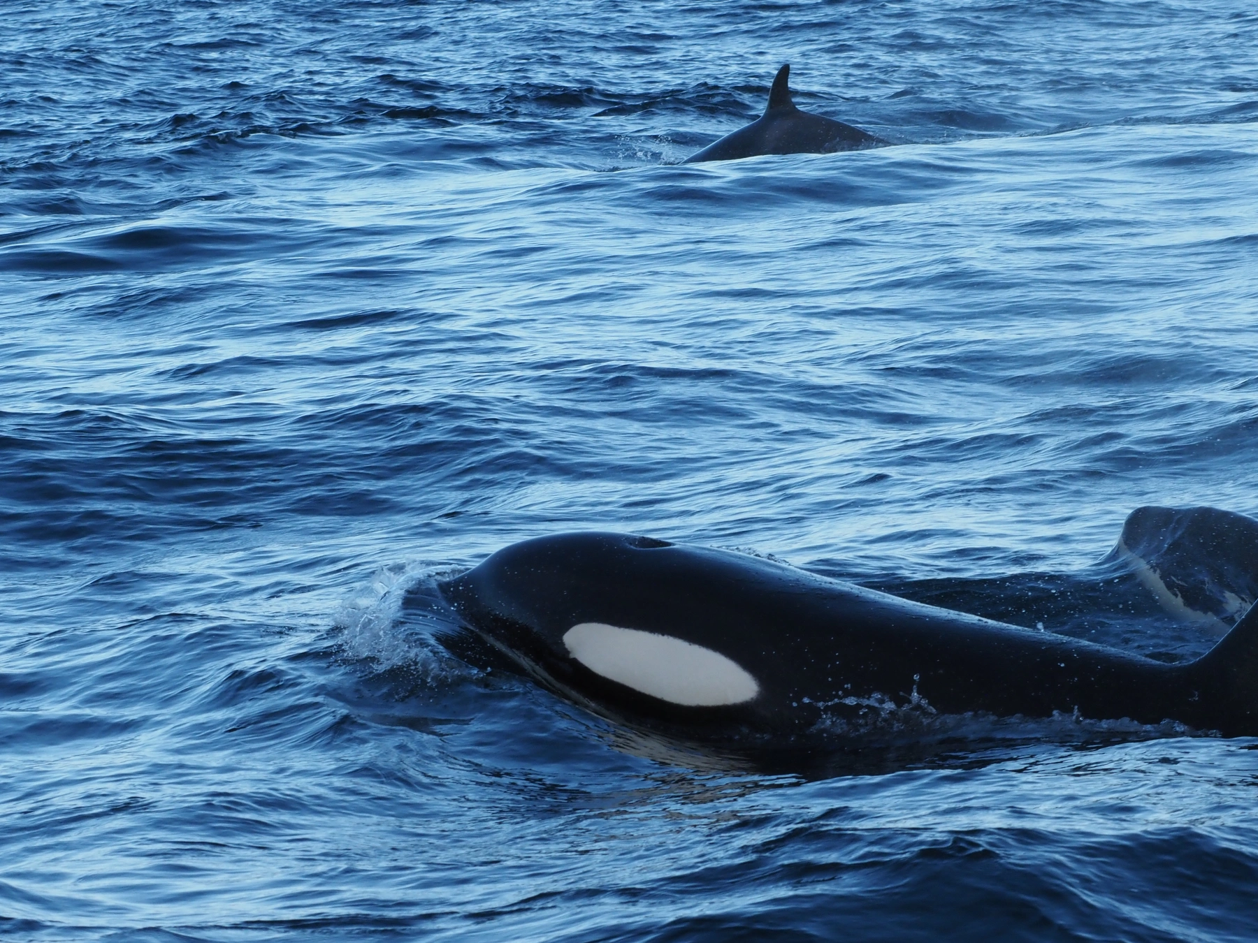 Zwei Orcas schwimmen in der Nähe der Lofoten, Etappe 1 – 270515; dabei sind ihre Rückenflossen und weiße Flecken zu sehen.