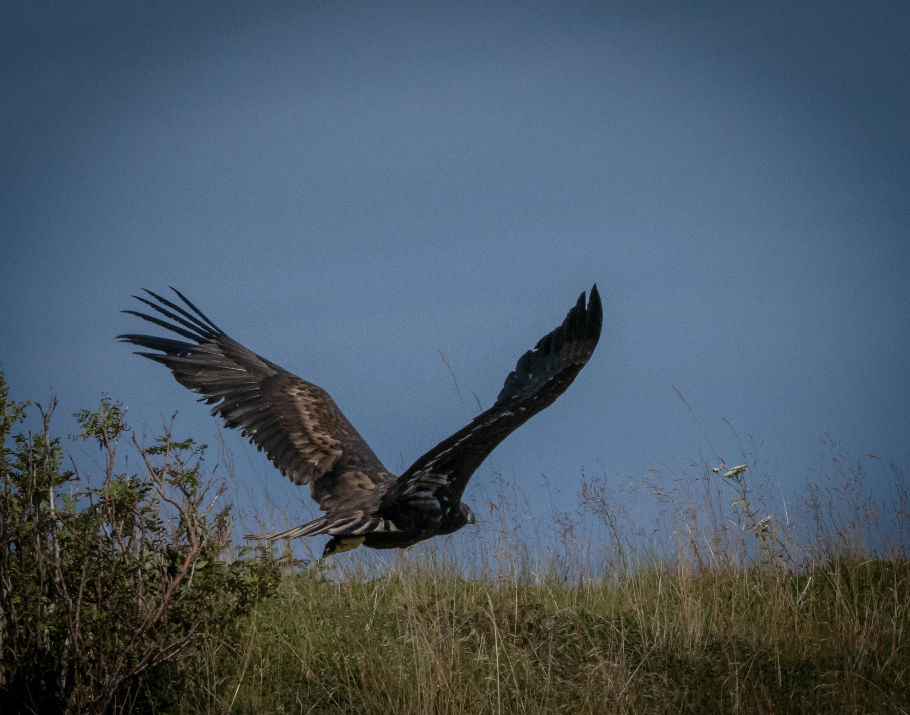 Ein großer, dunkler Vogel schwebt mit voll ausgebreiteten Flügeln über dem Gras in der Nähe der Lofoten, Etappe 1 – 270515.